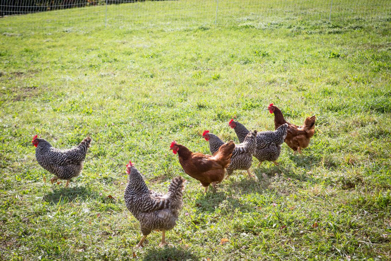 Woodstock Sustainable Farms Villa Kamer foto